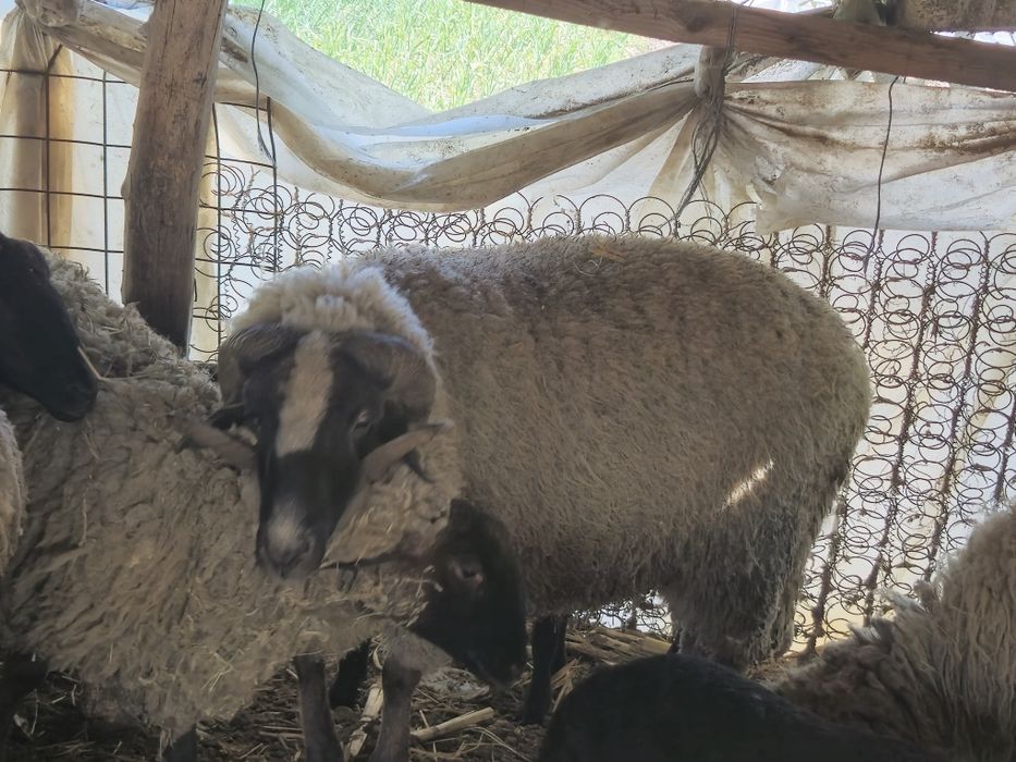 Vând berbec, durata de viata - 2 ani