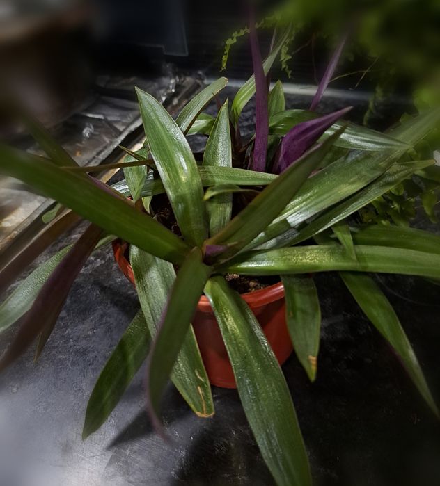 Красивый цветок рео