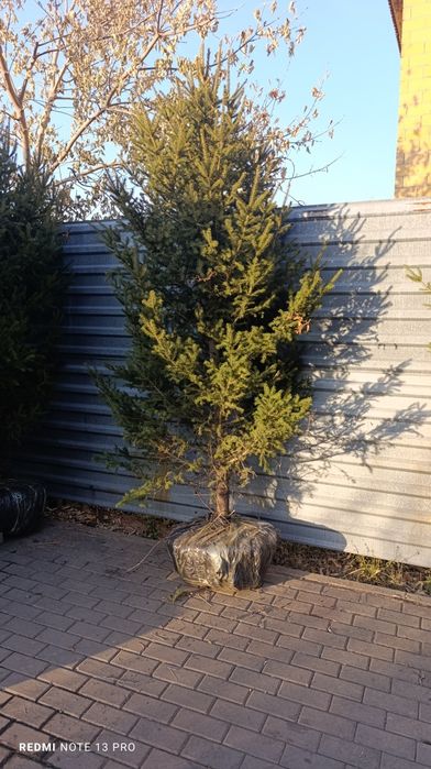 Ель сибирская ВКО