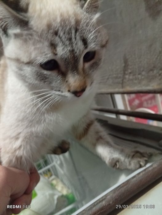 Mushukcha дамашние