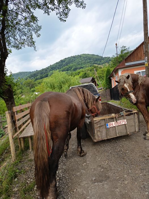 De vânzare relații la telefon