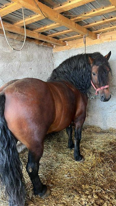 Cal de vânzare  4000€!