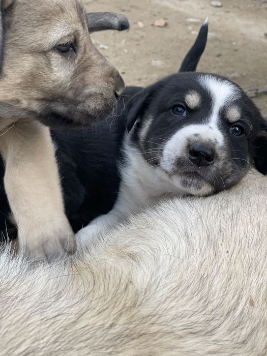 Подаряват се малки кученца кучета