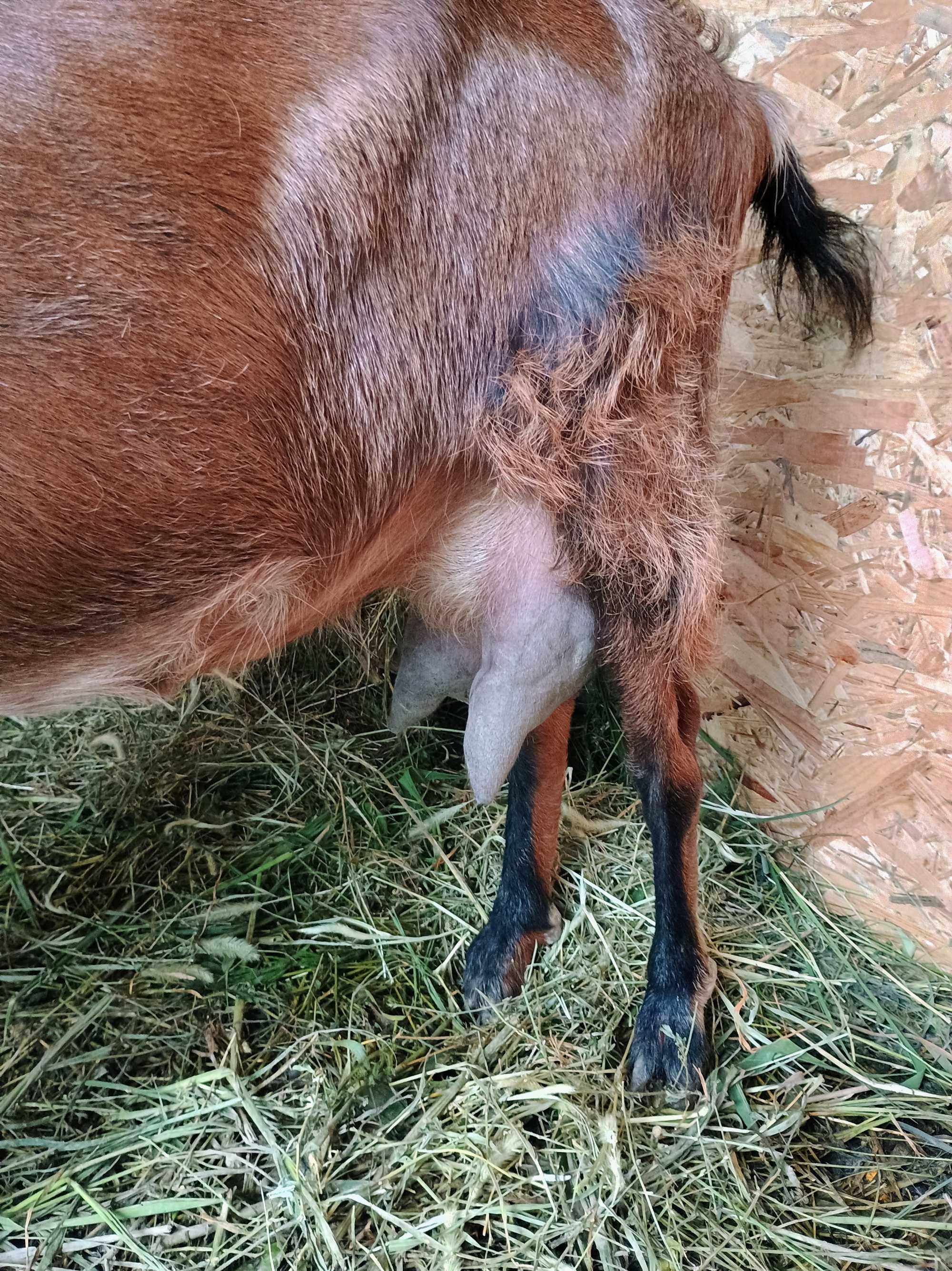Capră angelo nubiană cu alpină de vanzare