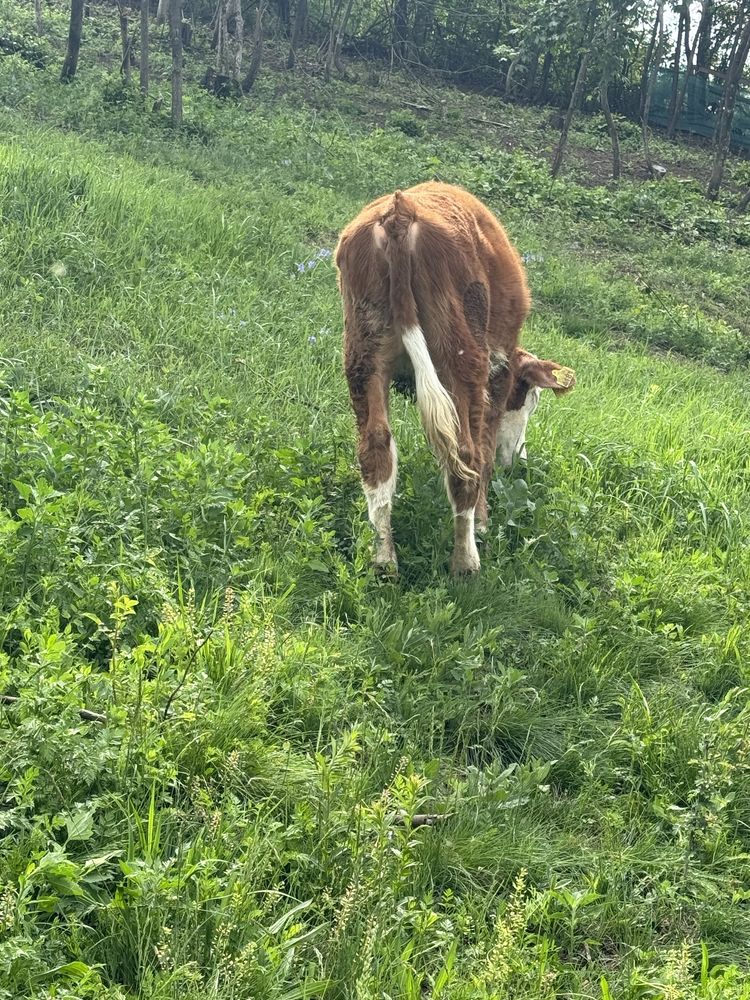 Vand vitica baltata din vaca foarte buna