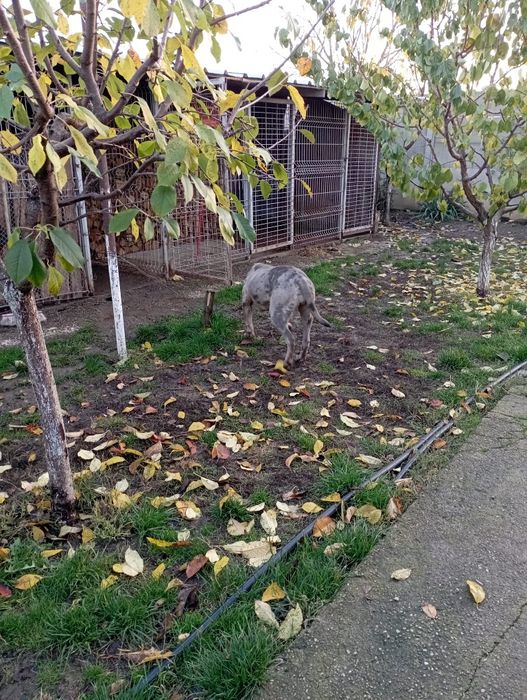 Femela American Bully Merle