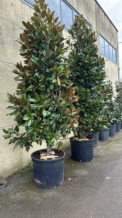 Magnolie diverse dimensiuni
