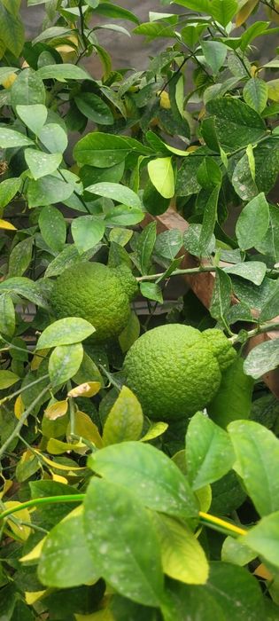 Продам сортовые прививки цитрусов