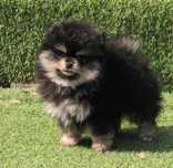 Pomeranian black and tan cu pedigree A-FCI