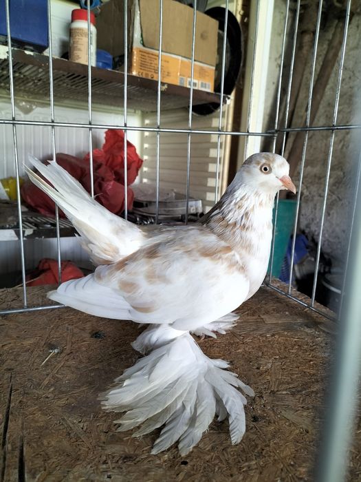 Porumbei Rolleri Persan