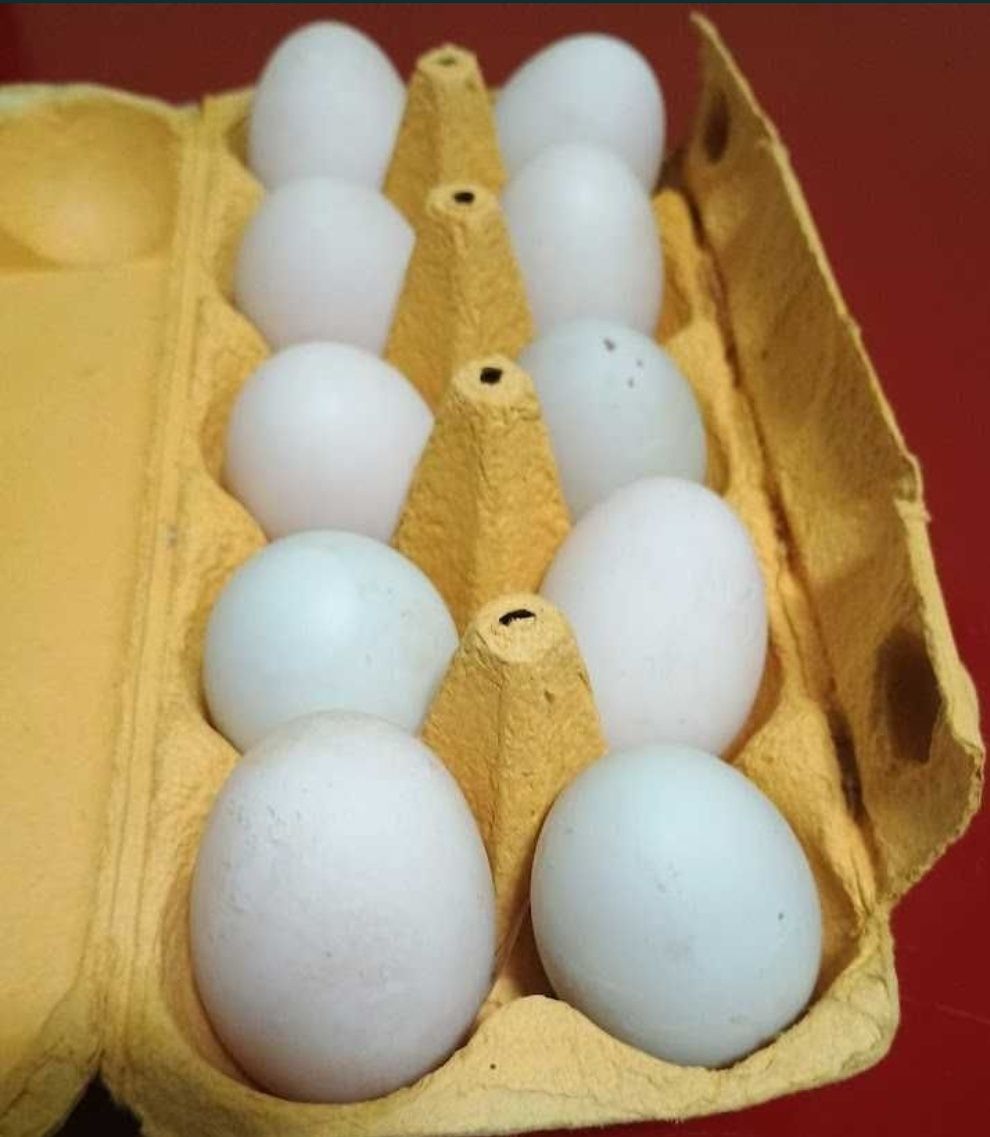 Ouă proaspete de rață