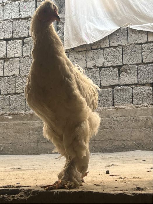 Brama jujalae bor 5 oyli srochna sotiladi