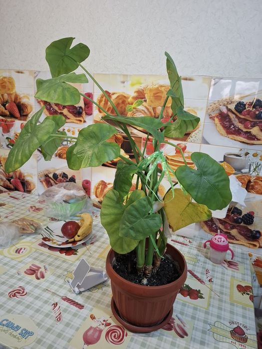 Продам  цветок  5000тг