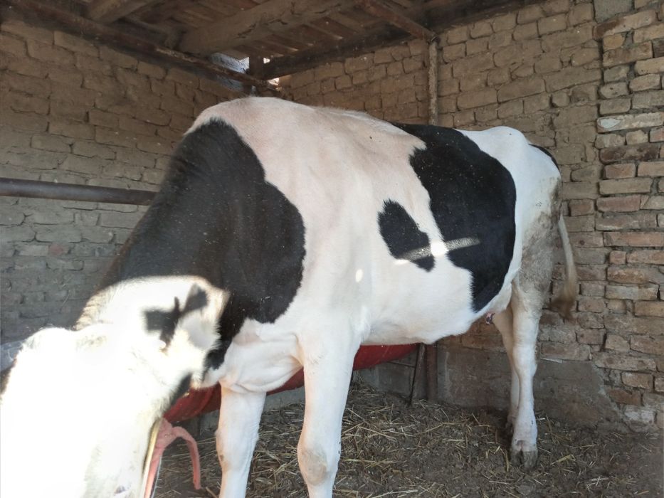 Сигир сотилади 1та туккан