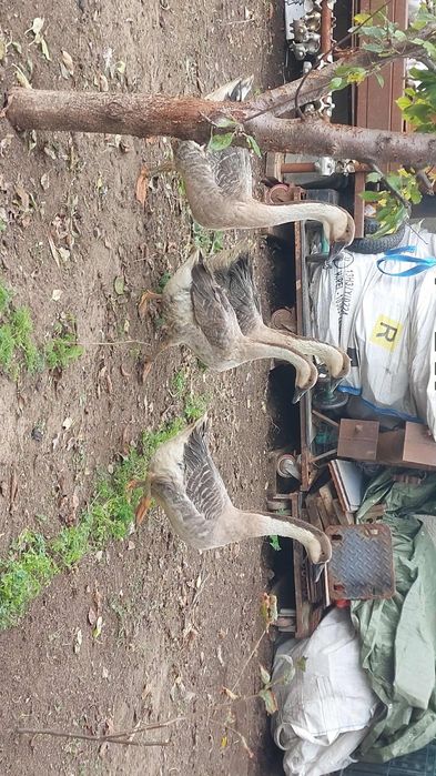 Gaste lesesti chinezesti