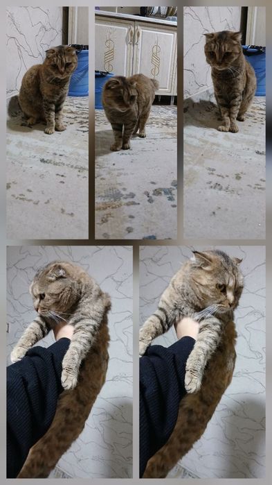 породистая Кошка отдам в добрые руки