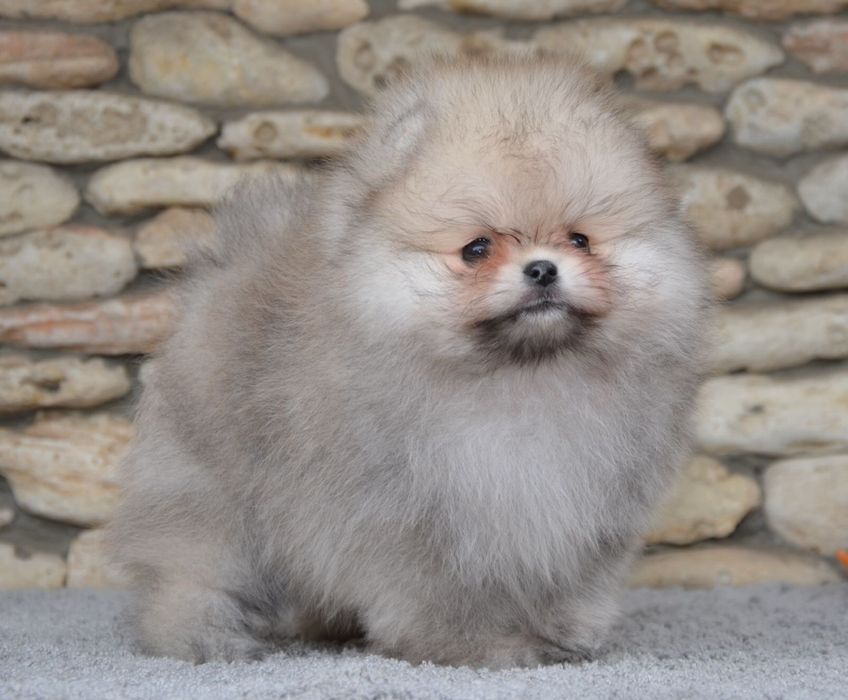 Fetita pomeranian mini/toy!