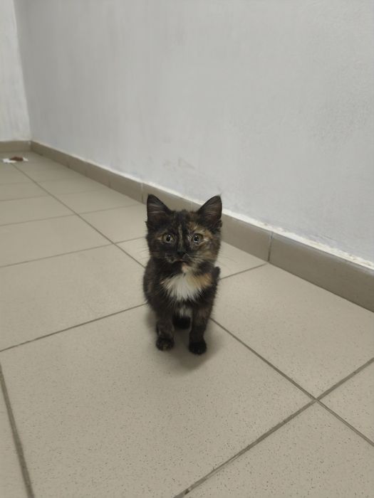 Котенок в добрые руки