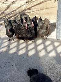 Australorp negru