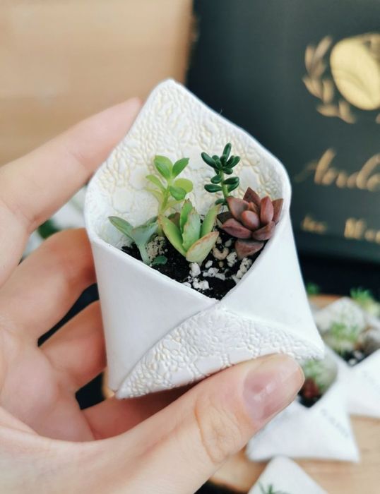 Marturii premium cu plante suculente