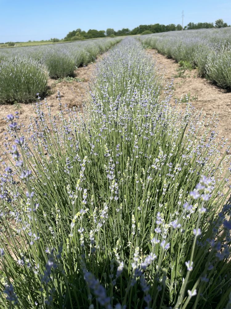 Vand floare de lavanda pt distilat