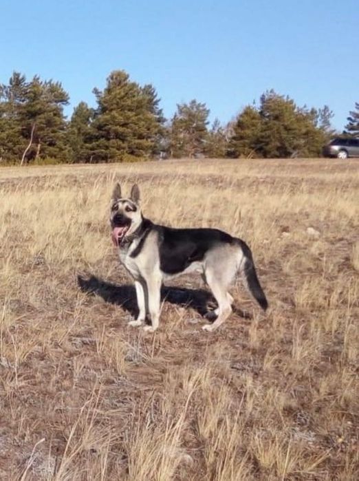 Продам щенков восточно-европейской овчарки
