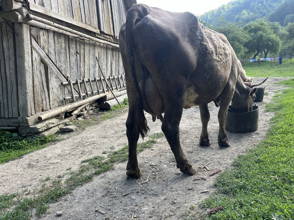 Vaca de cinci ani de vanzare