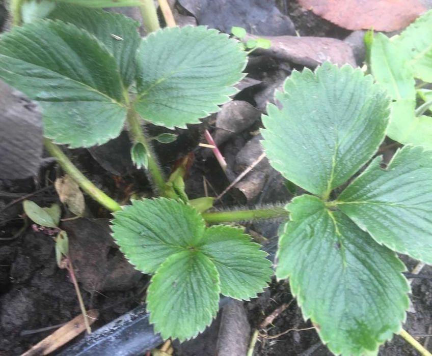 Разсад ягоди в табли