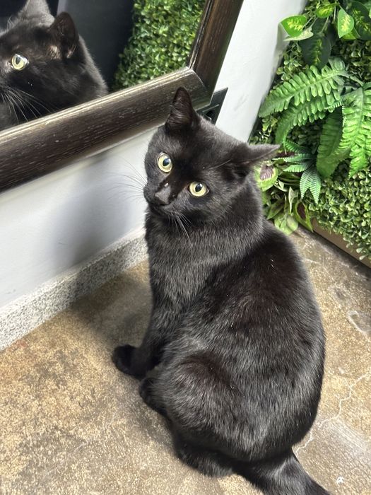 Подаряваме много добро и гальовно коте