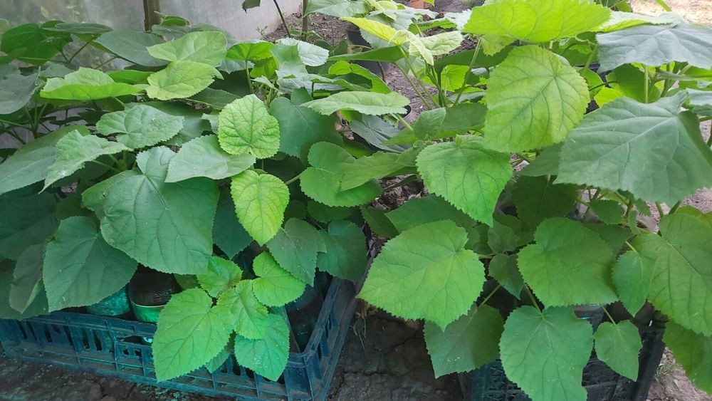 Paulownia la ghiveci