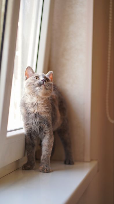 Девочка котенок в поисках дома, Ташкент! Mushukcha uy qidiryapti