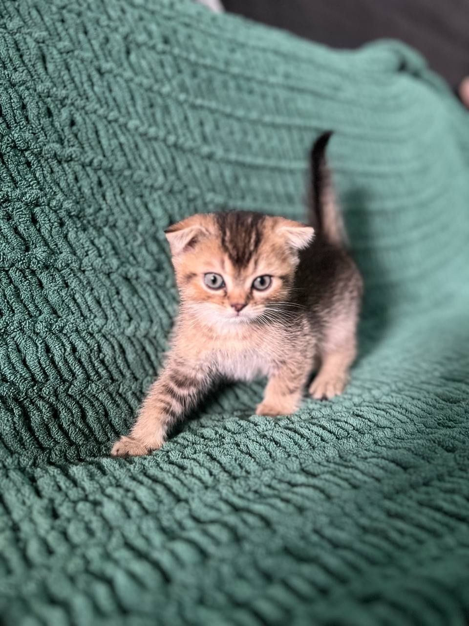 Котята золотая шиншилла