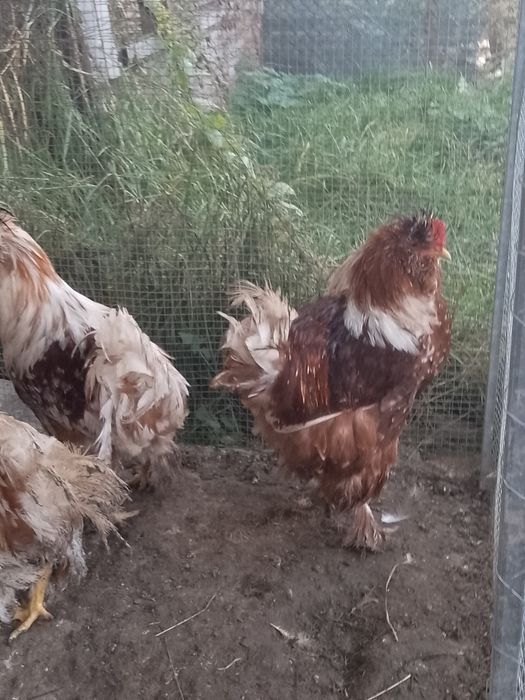 Oferta!Cocoși strumsky moțate bărboase!!!