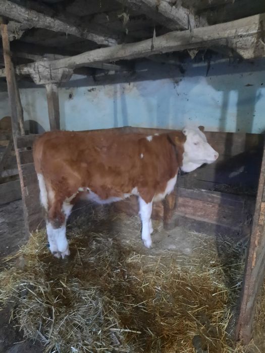 Vând junincă bălțată românească