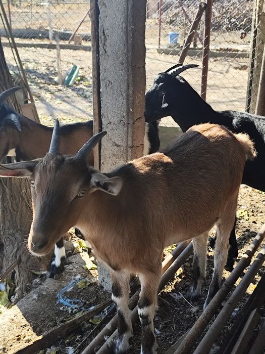 Căprițe tinere, Ieduțe