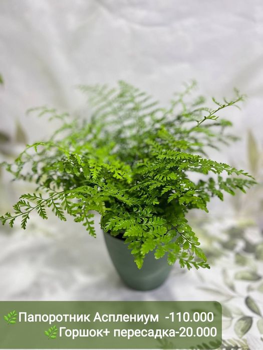 Асплениум криспи , Замиокулькас, Алоказия, Папоротник и др растения