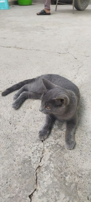 Salom mushuk sotiladi erkak