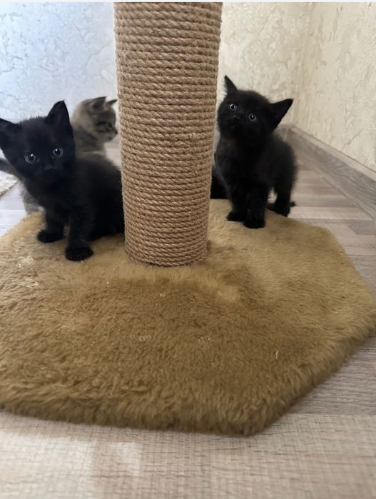 2 девочки 1,5 мес  , мама британка