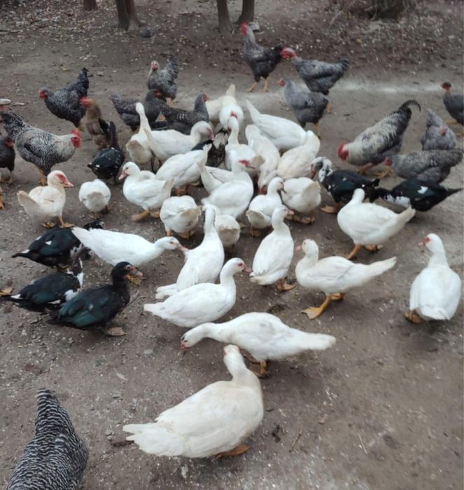 VAND URGENT Rațe diverse tipuri