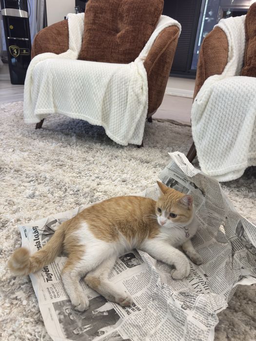 В добрые руки. Кошке 1 год, стерилизованная и очень ласковая