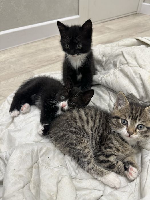 Отдам котят в добрые заботливые руки