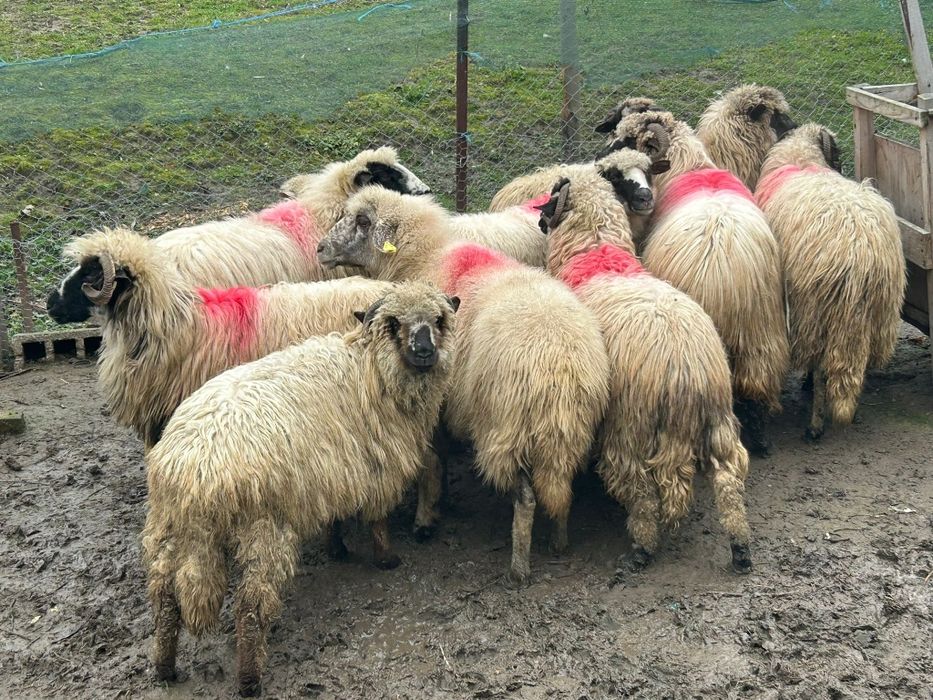 Oi țurcane tinere talie mare! Preț doar AZI urgent!