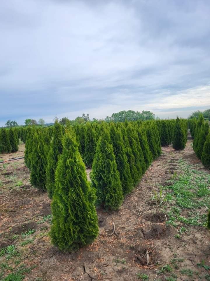 Gazon rulou plante ornamentale