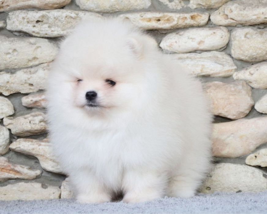 Baietel pomeranian mini/toy!