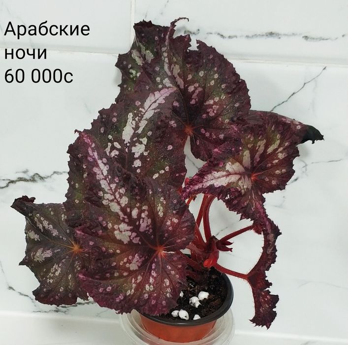 Укоренные листочки бегоний.