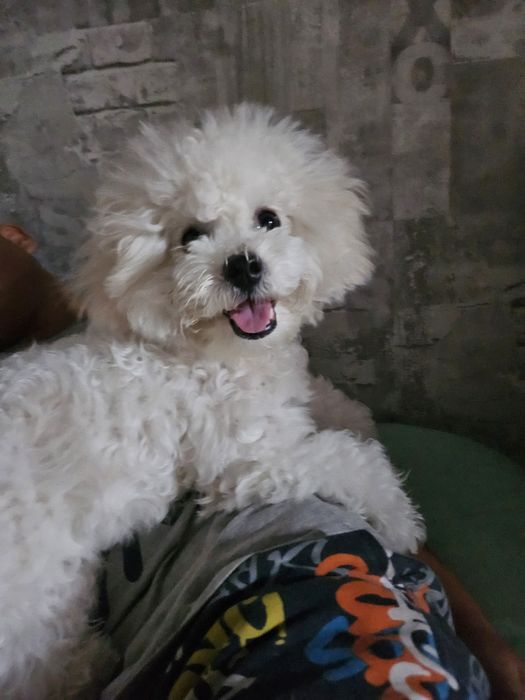 Бишон фризе ..знакомства а потом вязка