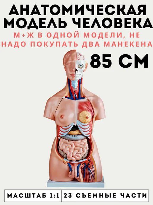 Торс человека, муляж скелета
