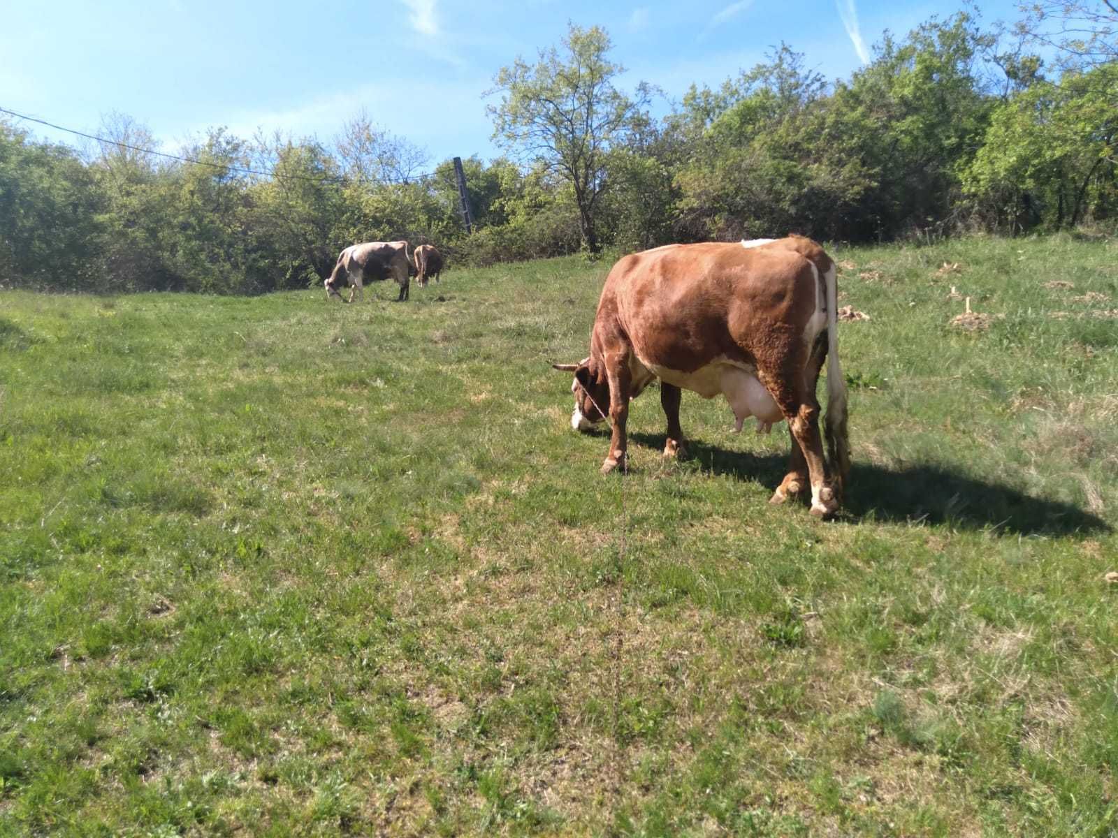 Vaca baltata romaneasca