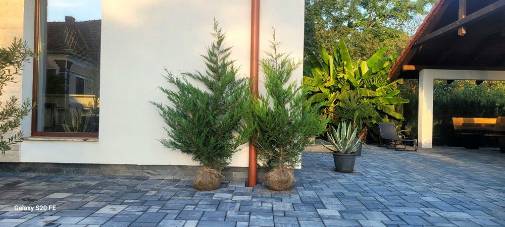 Gard viu Leylandii – plante mari, preț avantajos, de la producător