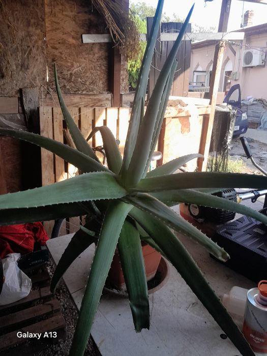 De vânzare aloe vera de patru ani are și pui doar cash